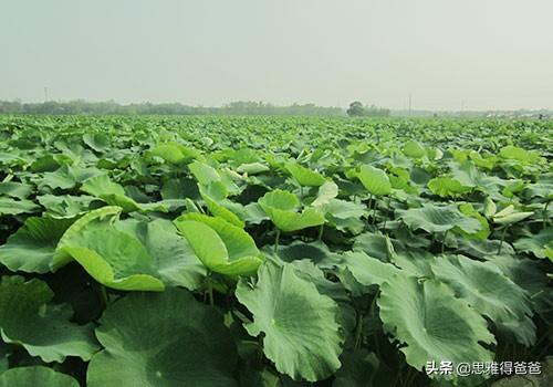 浅水培植有哪些种类？