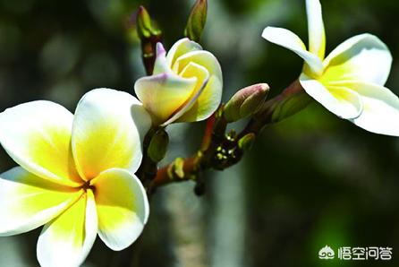 果儿花如何培植？