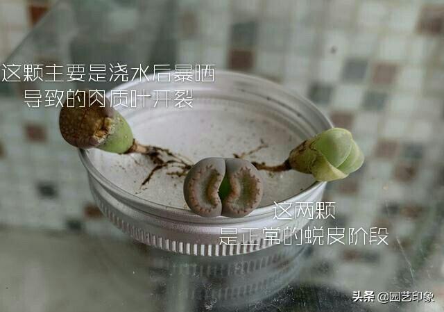 生石花枯槁抽水，浇水了还没革新，如何办？