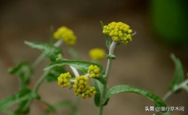 鼠曲草符合什么时节培植？