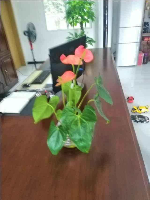 什么植物适合家庭？