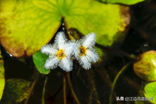 到了荷花怒放时节，把你拍的荷花晒晒，看谁的有新意？