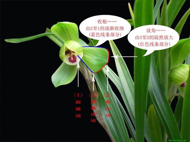 还好吗辨别兰花种类？