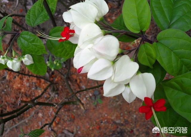 龙吐珠花在朔方如何养？