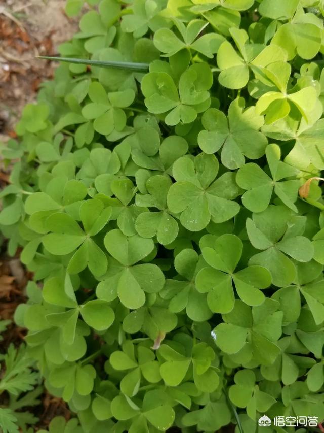 尔等都把这培植物叫什么？它有还好吗的价格？