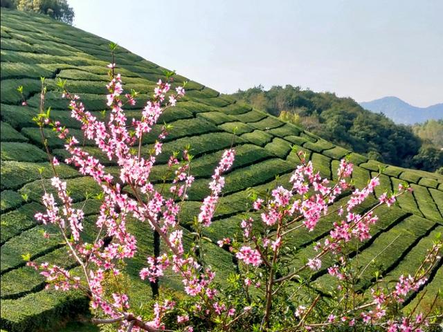 春暖花开，你能写出几何春天里开的花名来？