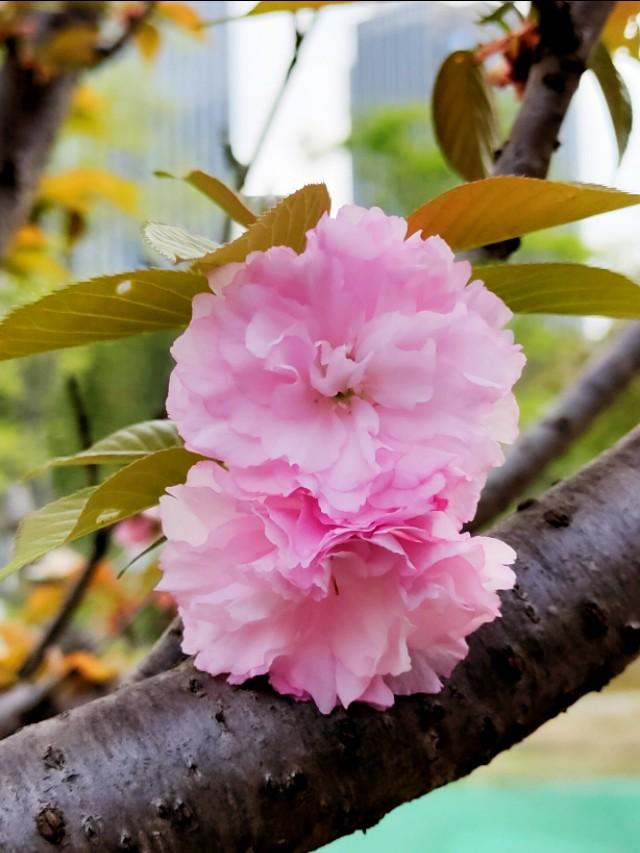 春暖花开，你能写出几何春天里开的花名来？