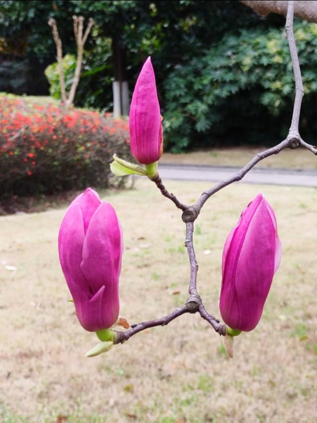 春暖花开，你能写出几何春天里开的花名来？