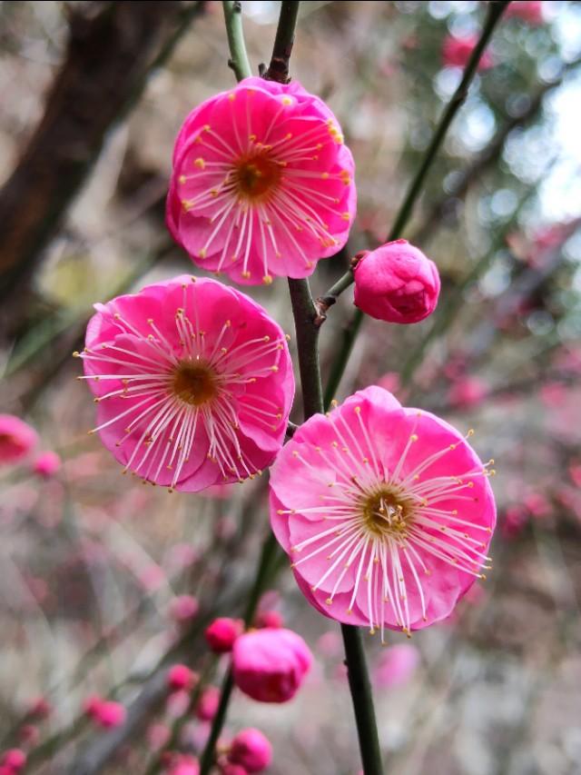 春暖花开，你能写出几何春天里开的花名来？