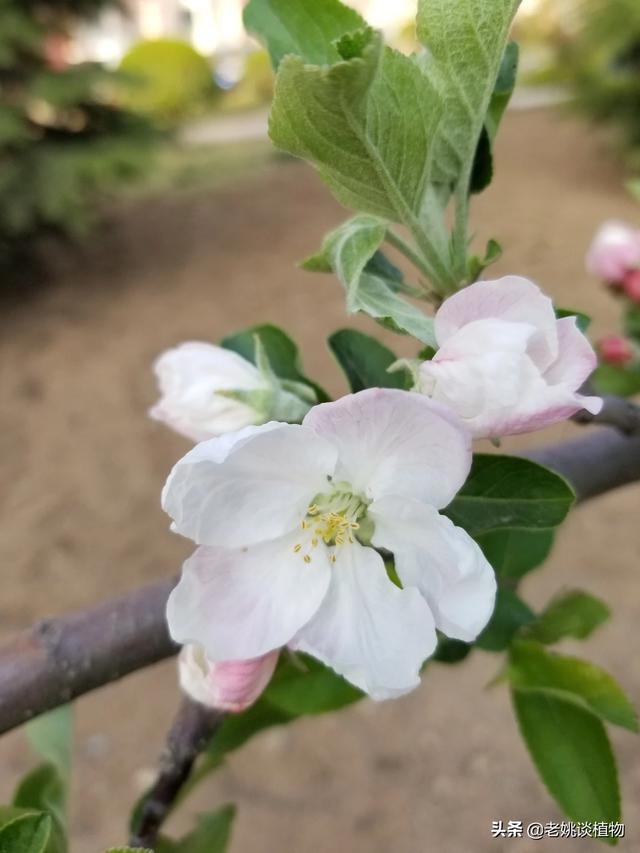 苹果木是先长叶子，仍旧先着花？