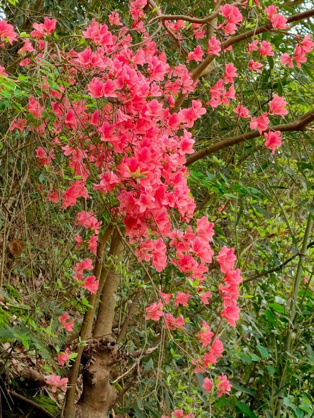 春暖花开，你能写出几何春天里开的花名来？