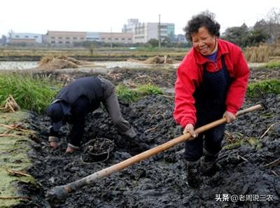 怎样科学举行茨菰培植？有没有什么好本领？