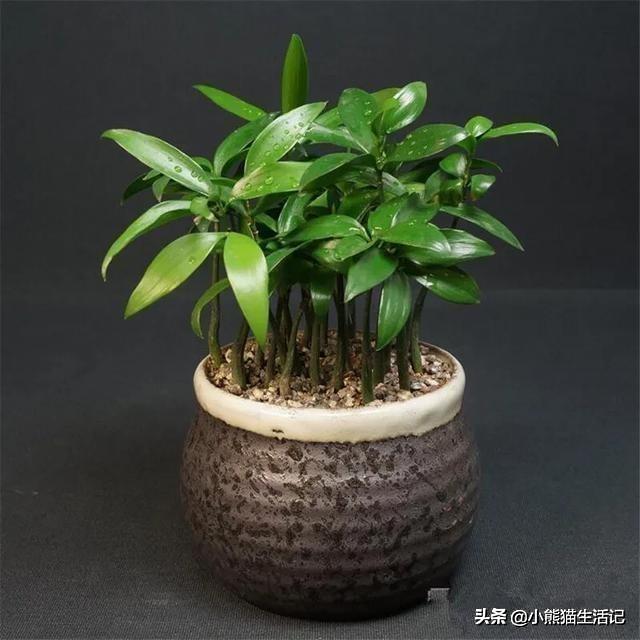 竹柏定植后多久不妨施肥？