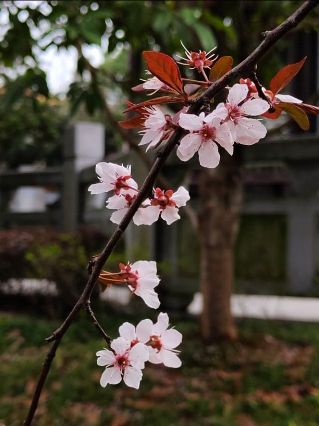 春暖花开，你能写出几何春天里开的花名来？