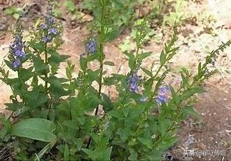 野生半枝莲普遍成长在什么场合？不妨人为培植吗？
