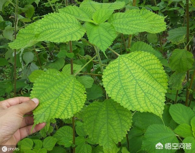 乡村很多这培植物，你领会它的称呼以及用处吗？