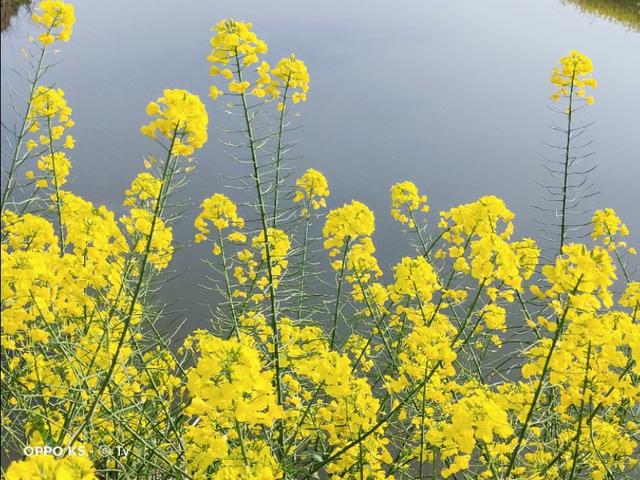 春暖花开，你能写出几何春天里开的花名来？