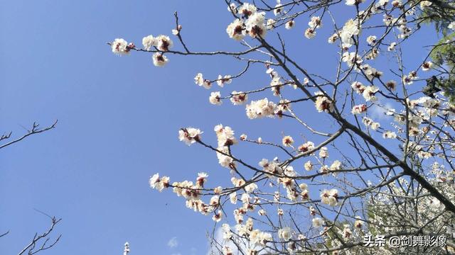 怎样拍摄“春日游，杏花吹满头。”诗句中的场景？