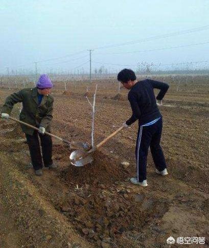 无花果木到冬天被冻死了，是如何回事，该如何办？