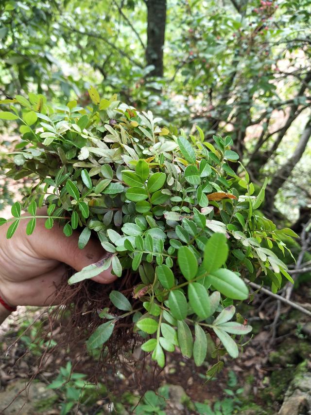 芳香木的好与坏？