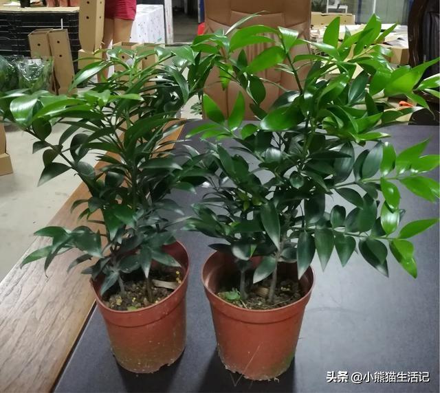 竹柏定植后多久不妨施肥？