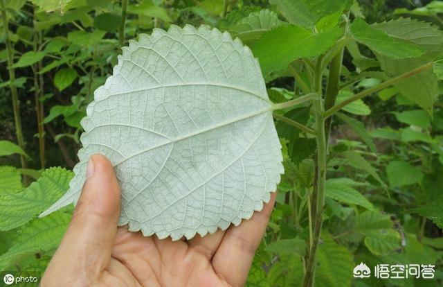 乡村很多这培植物，你领会它的称呼以及用处吗？