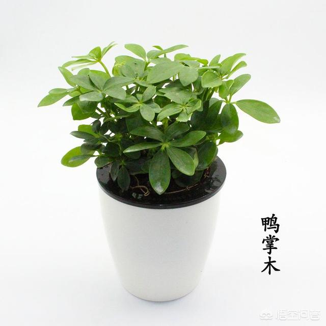 诸位鸭掌木移植缓苗须要多久能成活，移植提防事变有哪些？