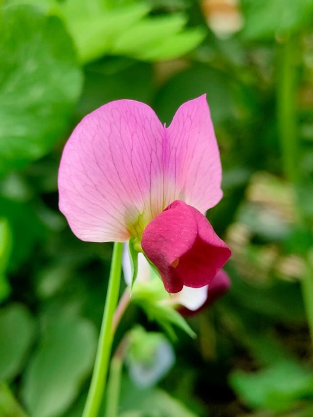 春暖花开，你能写出几何春天里开的花名来？