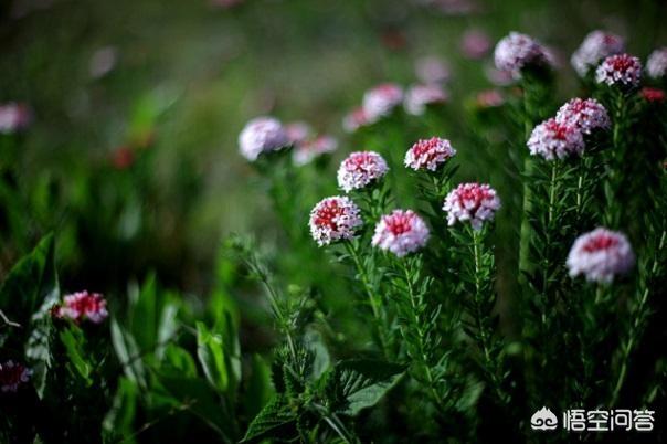 狼毒花是怎么办的植被？有什么效率？