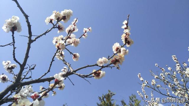 怎样拍摄“春日游，杏花吹满头。”诗句中的场景？