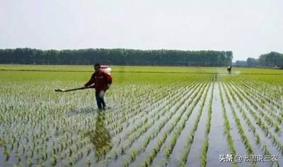 怎样科学举行茨菰培植？有没有什么好本领？