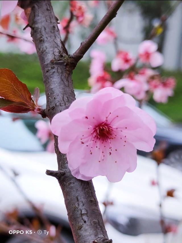 春暖花开，你能写出几何春天里开的花名来？