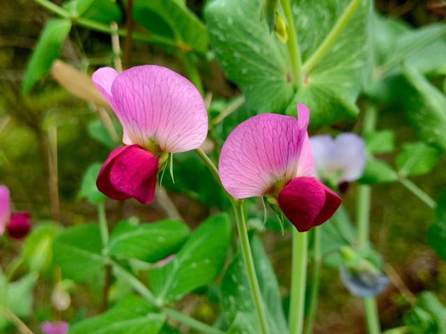 春暖花开，你能写出几何春天里开的花名来？