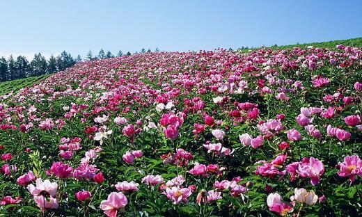 哪种花是中国十大鲜花？