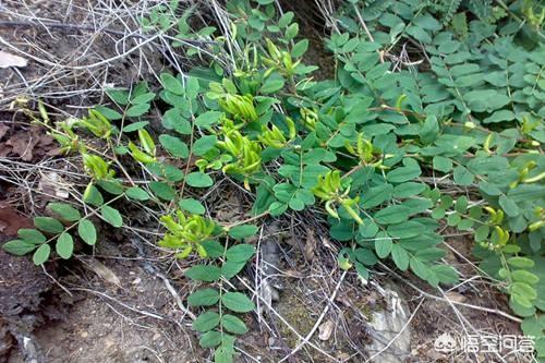 农村地区的野生黄芪是什么？它是植物吗？如何区分？