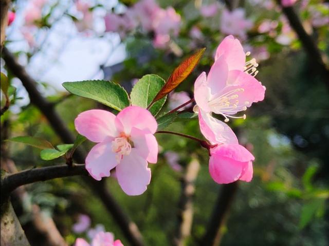 春暖花开，你能写出几何春天里开的花名来？