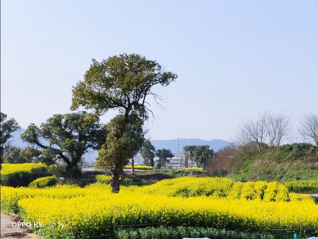 春暖花开，你能写出几何春天里开的花名来？