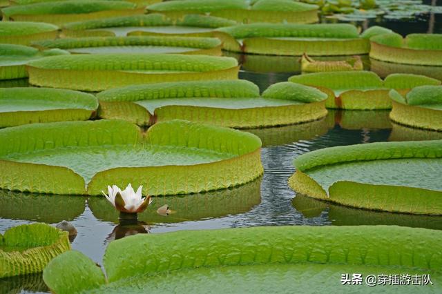 王莲有什么特性？