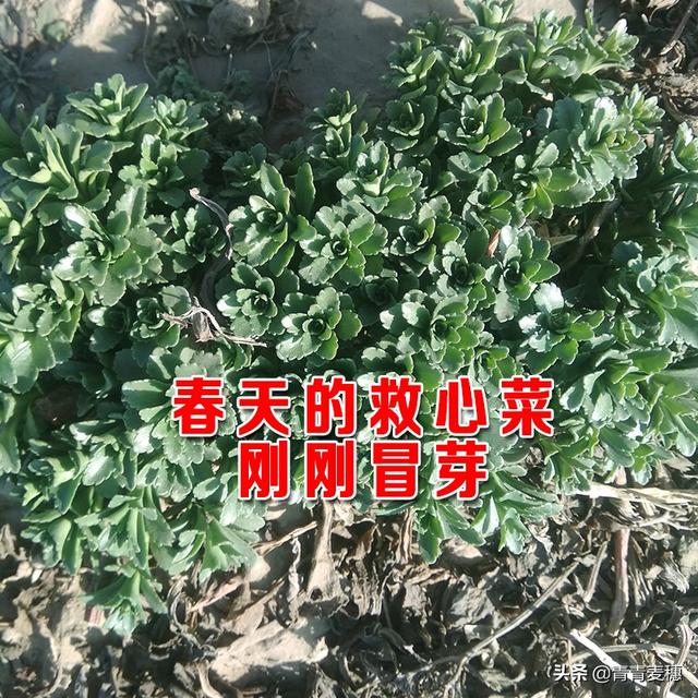 救心菜长啥样？