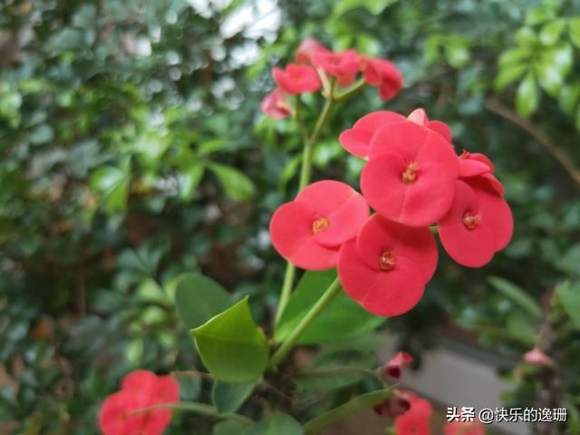 有什么场面花期又长的花？