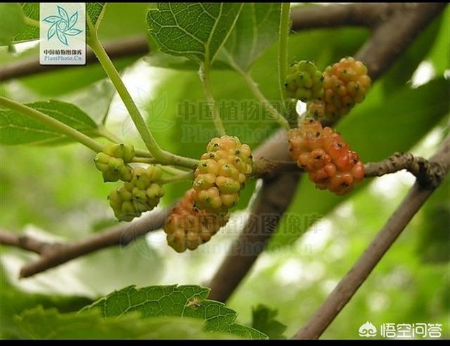 这是啥植被？