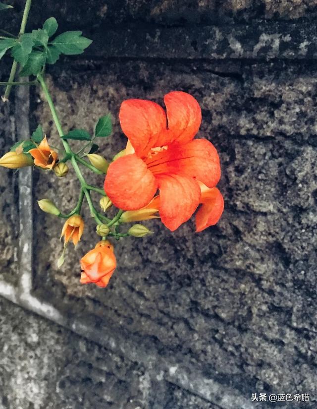 这个夏季，你都拍到了哪些场面的花卉像片，能晒晒吗？