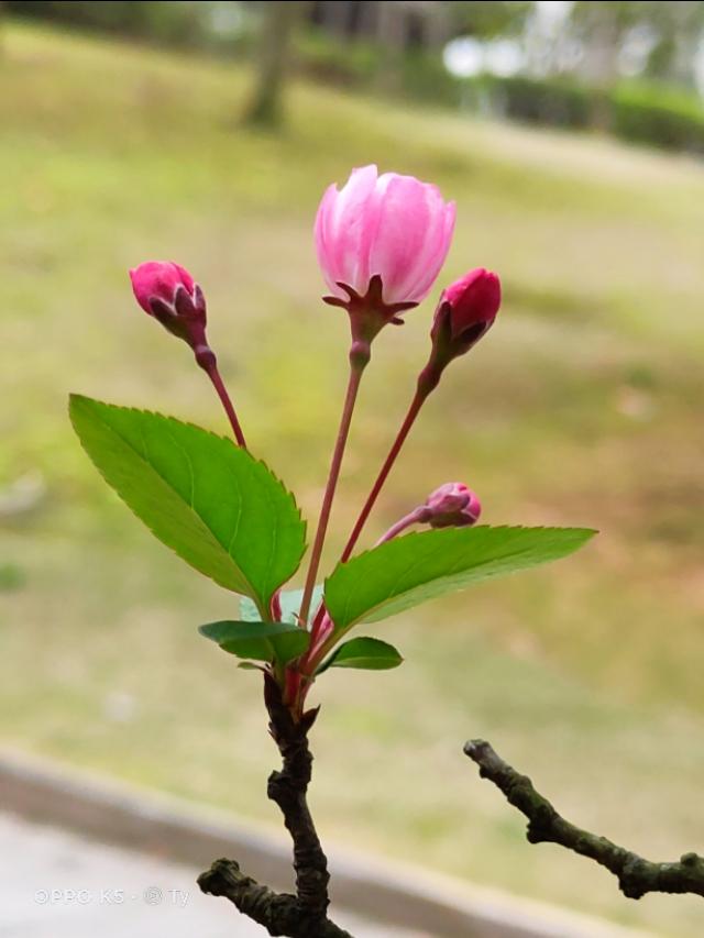 春暖花开，你能写出几何春天里开的花名来？