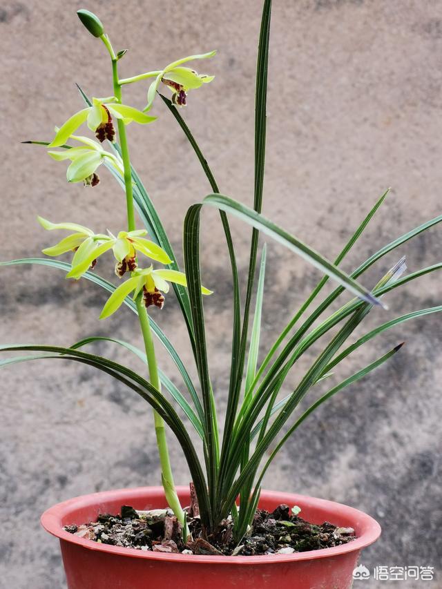 鱼缸里的水可以用来浇兰花吗？对兰花有什么影响？