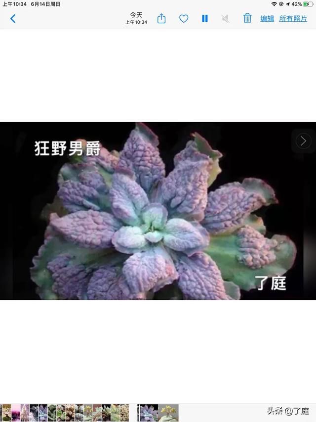 拍照：多肉植被“乌羽玉缀化”如何拍？