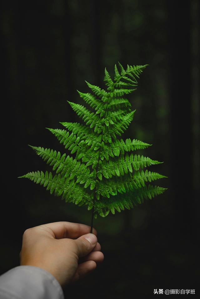 得意和植被像片前期咋拍摄简单？后期有哪些修图本领？