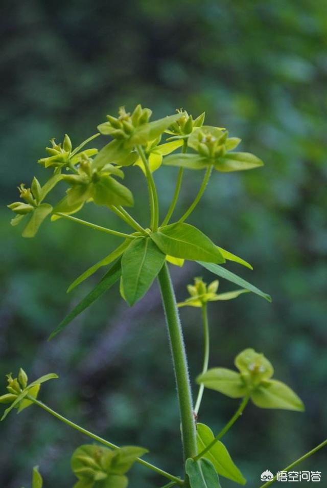 在乡村，罕见的猫眼草和泽漆是同一种荒草吗？有没有辨别？