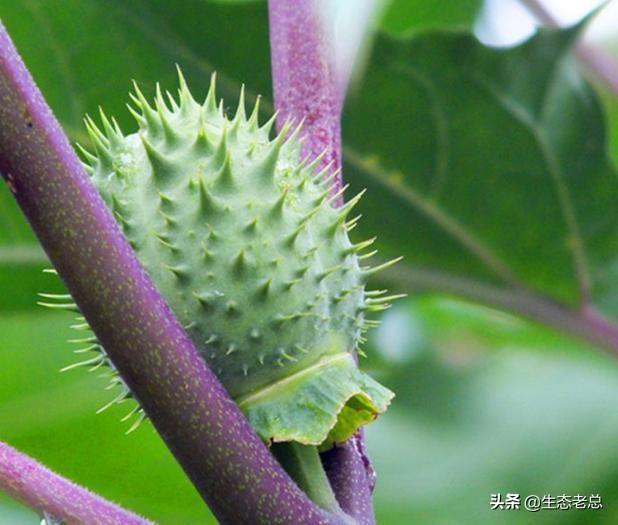 曼陀罗花有什么工效？