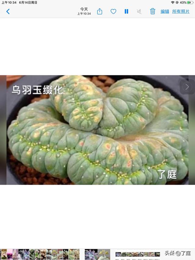 拍照：多肉植被“乌羽玉缀化”如何拍？