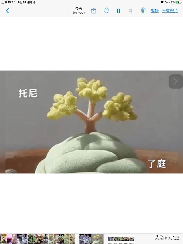 拍照：多肉植被“乌羽玉缀化”如何拍？